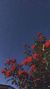 You can also upload and share your favorite aesthetic 4k wallpapers. Flower Android Iphone Desktop Hd Backgrounds Wallpapers 1080p 4k 128117 Aesthetic Iphone Wallpaper Iphone Wallpaper Tumblr Aesthetic Aesthetic Roses