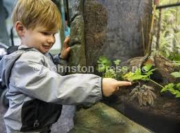 35051047-06 07 2017. New Feature: Wee Beasties at Edinburgh Zoo. Ralph  Thomson two and a half looks at a Clean Rose Tarantula. Picture Ian  Rutherford