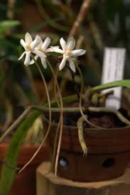 Image result for Aerangis appendiculata