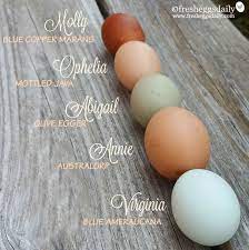 As for the color of the salmon faverolle eggs, they come in light brown, tinted, and cream colored eggs. Which Breeds Of Chickens Lay Colored Eggs Fresh Eggs Daily