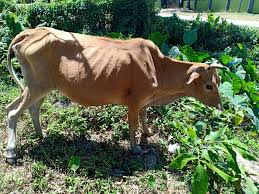 Di suku ini anak bisa menikahi ibu, ayah bisa menikahi anak | tradisi unik. Kambing Besut Ibu Lembu Utk Dijual Rm1500 Shj Facebook