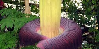 Check spelling or type a new query. Hundreds Flock To Sniff Stinky Flower