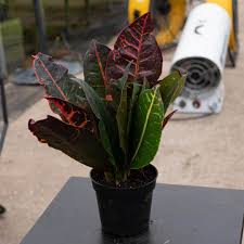 Image result for Codiaeum