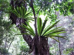 Image result for Asplenium theciferum