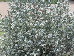 Bush with white flowers texas. Tucson Bush With White Flowers Tjs Garden