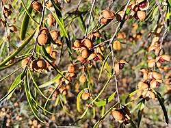 Image result for Pittosporum fulvotomentosum