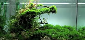 Using this light in your aquarium, your plants will grow better starting right away, today. The Best Led Lights For Planted Aquarium Plant Growth