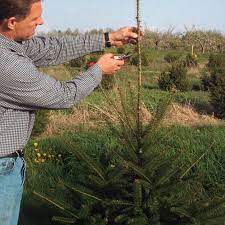 Old trees of ponderosa pine (pinus ponderosa dougl. Do Pine Trees Grow Back If You Cut Them Down Icharts