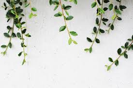 Plants Tumblr Wallpapers Wallpaper Cave We have a massive amount of hd images that will make your. wallpaper cave