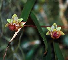 Image result for Bulbophyllum unifoliatum