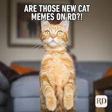 So we have found the funniest cat memes on the internet, for your personal enjoyment. 45 Cat Memes You Ll Laugh At Every Time Reader S Digest