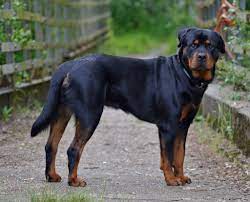 The Lifespan Of Rottweiler Male And Female