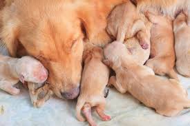 The mother dog will want to build a nest as she prepares for birth and after the puppies arrive. Why Do Mother Dogs Sometimes Eat Their Puppies Doggie Designer