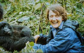 Hoofdzetel van the dian fossey gorilla fund international in rwanda nadat fossey in 1966 de paleontoloog louis leakey had ontmoet op een congres in de verenigde staten, richtte ze met zijn hulp in 1967 in rwanda het karisoke research center op. The Dian Fossey Gorilla Fund On Instagram We Love This Photo Of Founder Dian Fossey From Our Archives What Do You Think They Were Laughing About Thr