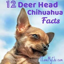 We did not find results for: Facts About Deer Head Chihuahuas I Love My Chi