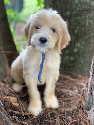 Find goldendoodle puppies for sale with pictures from reputable goldendoodle breeders. Goldendoodle Puppies For Sale Gainesville Fl 303604