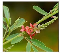 Image result for Indigofera drepanocarpa