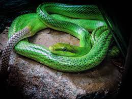 Green Mamba Shedding Its Skin Mamba Snake Black Mamba Mamba