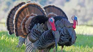 Turkey Sound Turkey Sound Effect Bird Sounds Turkey Call Turkey Gobble Turkey Calling Turkey Hunting Season Bird