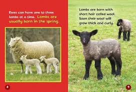 The terms 'lamb' and 'sheep' are sometimes used interchangeably, but it is important to know the difference between the two, especially when it comes to cooking! Meet A Baby Sheep Lerner Publishing Group