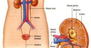 The Excretory System Without Labels Skeletal Urinary System Diagram Of A Urinary System With Labels Excretory System Human Body Systems Body Systems