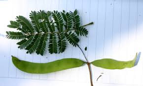Image result for Acacia burkei