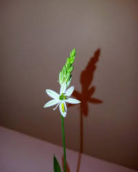 Image result for Trachyandra saltii