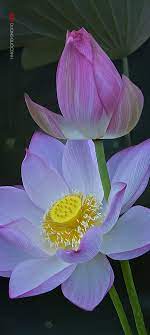 Pin On Flowers