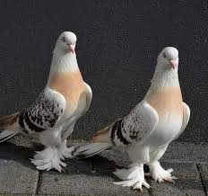Graham Rhodes Adli Kullanicinin Pigeon Panosundaki Pin Evcil Hayvanlar Guzel Kuslar Hayvanlar