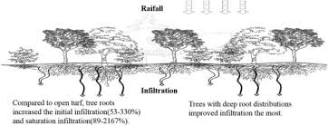 As a tree ages, shallow roots can sometimes expand to the point that they become roots can also become exposed due to soil erosion or cramped conditions forcing the roots 1 covering exposed roots with mulch. The Effects Of Tree Root Density On Water Infiltration In Urban Soil Based On A Ground Penetrating Radar In Shanghai China Sciencedirect