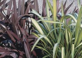 Image result for Cyperus tenax