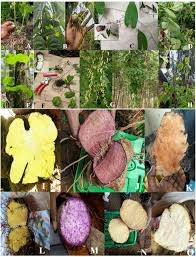 Image result for Dioscorea praehensilis