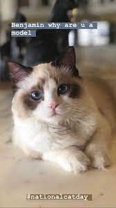 Pin By Hannah King On Taylor Swift Taylor Swift Cat Cat Day National Cat Day