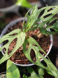 Janda Bolong Variegata Menanam Sayuran Tanaman Tanaman Rambat