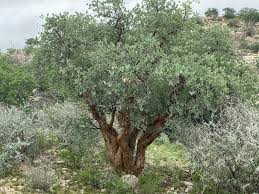 Image result for Commiphora caerulea
