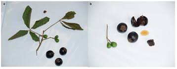 Image result for Vitex payos