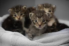 Low cost cat neutering options? Kitty Clip Spay Neuter Friends Of Wake County Animal Center