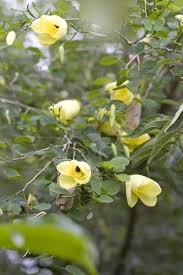 Image result for Bauhinia tomentosa