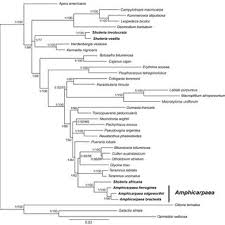 Image result for Amphicarpaea africana