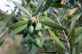 Olive Harvesting And Preserving Organic Gardener Magazine Australia