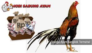 Jenis Jenis Harga Ayam Bangkok Termahal Di Indonesia Sabung Ayam Online Ayam Bangkok Jenis
