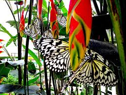 Im garten der schmetterlinge schloss sayn erlebt man seit über 25 jahren das märchen von „tausendundeinem schmetterling. Der Garten Der Schmetterlinge Von Schloss Sayn Weltenkundler