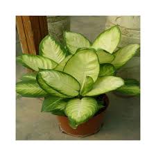 Buy Dieffenbachia Tropic Marane Plants Online At Lowest Price