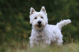Best Quality West Highland Terrier Puppies For Sale Singapore 2022