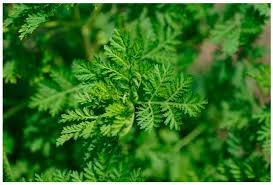 Image result for Artemisia sp.no.1