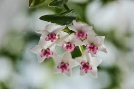 Image result for hoya plant flower