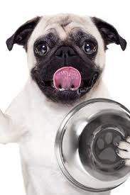 Pin On Pug