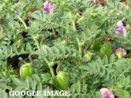 Image result for Cicer