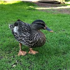 an adorable video of the ducks from @cameron.getz almost forgot about this  one but it's adorable! 🦆 happy week 8 almost week 9 everyone :)