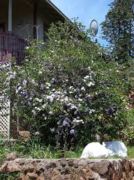 Image result for Brunfelsia australis